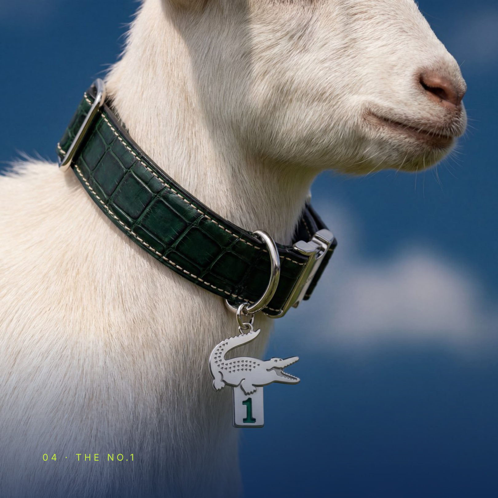 The No.1: a crocodile charm numbered 1, hanging from the goat's green leather collar
