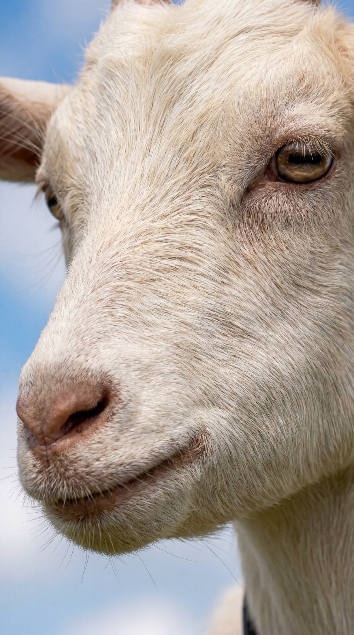 Deadpan close-up of the goat's face
